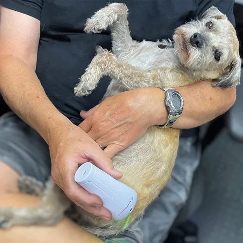 Miniatura 8 de LumaSoothe Terapia de luz para perros y mascotas - Terapia de luz LED para alivio del dolor, dolor muscular y en las articulaciones, reduce