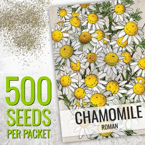 Miniatura 2 de Seed Needs Semillas de manzanilla para plantar manzanilla alemana y romana, semillas de hierbas sin OMG y sin tratar para plantar un jardín