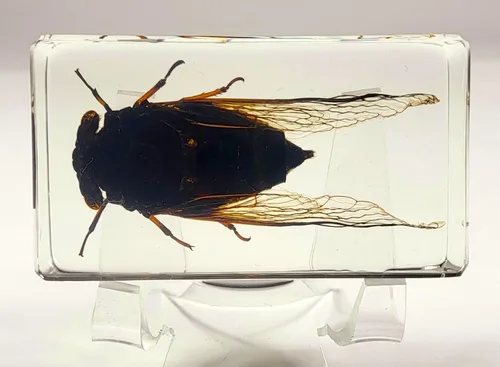 Miniatura 13 de 44mm Escorpión real asiático gigante en resina de lucite transparente cristal, especímenes de artesanía, insectos de animales varios, colección