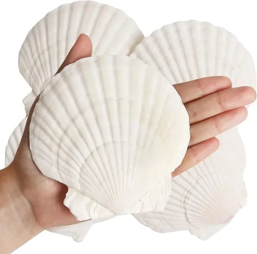 8 conchas de almeja para manualidades, conchas de vieira naturales de 4 a 5 pulgadas, conchas marinas grandes para manualidades, fiestas temáticas y