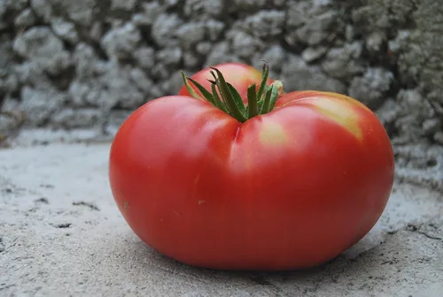 Miniatura 7 de Semillas Vegetal Beefsteak Tomate Red Giant Indetereminate Non GMO para plantar reliquia