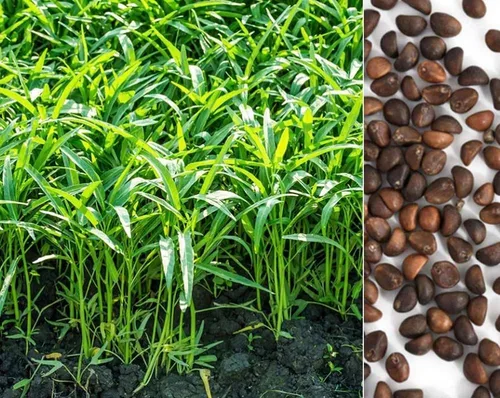Más de 600 semillas de Kangkong – Hat Rau Muong La TRE – Kong Xin CAI – Ong Choy semillas para plantar verduras para patio y jardín, fabricadas en