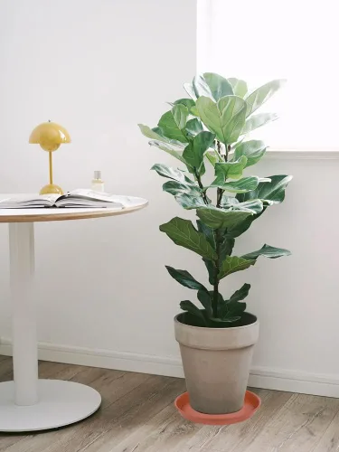 Miniatura 4 de Paquete de 2 de Bandejas de Platillo para Plantas de 16-17 pulgadas (Base de 15 pulgadas), 2.3" de Profundidad, Platillo de Plástico Resistente