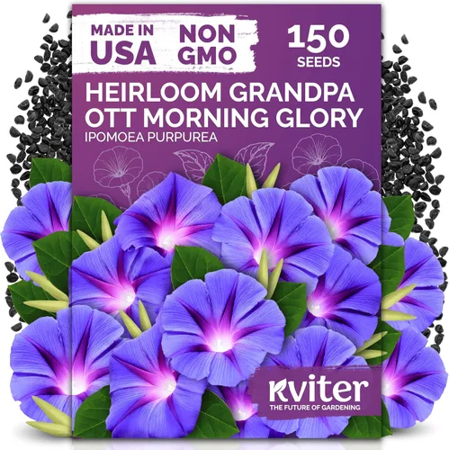 Miniatura 12 de KVITER 500 semillas de caléndula Cracker Jack (Tagetes Erecta) – Caléndula africana, flor gigante, semillas de reliquia sin OMG – Semillas de flores