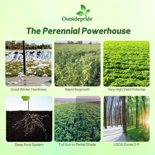 Miniatura 2 de Outsidepride Semillas de alfalfa perenne para plantar - 1 libra de alto rendimiento, nitrorevestidas, inoculadas, semillas de leguminosas de forraje