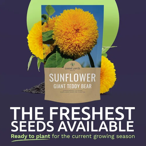 Miniatura 2 de Semillas de girasol de oso de peluche gigante, bolsa a granel de 1/4 de libra, más de 5,000 semillas de flores frescas polinizadas abiertas sin OMG