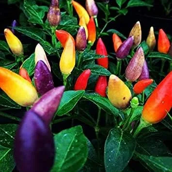 Semillas de plantas de pimienta de 5 colores para plantar | Más de 50 semillas | Semillas de jardín exóticas para cultivar pimientos multicolores |