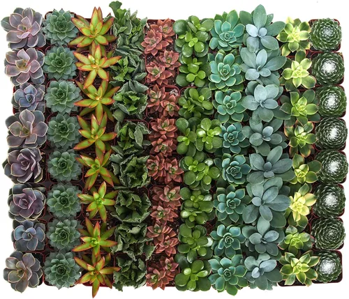 Shop Succulents Colección de bodas | Surtido de plantas suculentas a granel vivas | Pequeñas suculentas enraizadas en macetas de 2 pulgadas para