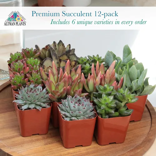 Miniatura 2 de Altman Plants Plantas Suculentas Vivas Deluxe (paquete de 12 unidades), 6 variedades únicas en conjuntos de 2, colores y formas surtidas, cuidado