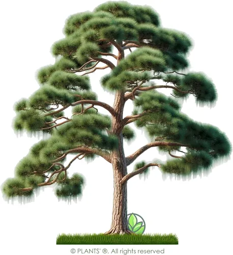 Miniatura 3 de Pine Tree Australian River Semillas Premium Casuarina cunninghamiana Plants'® (Semillas premium, 10)