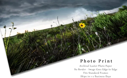 Miniatura 2 de Storm Photography Print (Not Framed) Picture of Thunderstorm Passing Behind Wild Sunflower on Spring Day in Texas Flower Wall Art Nature Decor