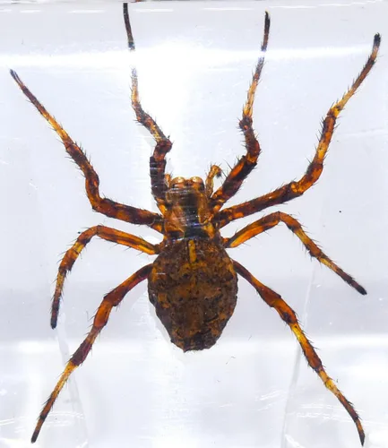 Miniatura 19 de 44mm de escorpión negro real en resina de lucite transparente cristalina, especímenes de artesanía, insectos de varios animales, colección
