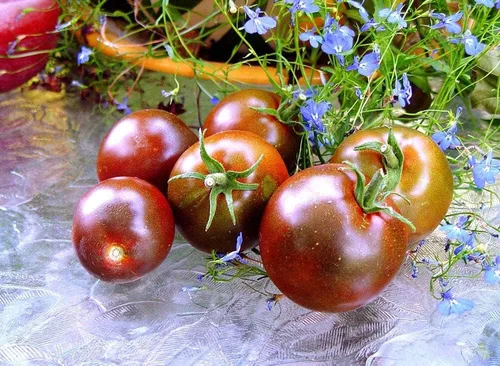 Miniatura 4 de Semillas Black Prince Tomate Indeterminado Variedad Rara Verdadero Tomate Siberiano Sin OGM Heirloom
