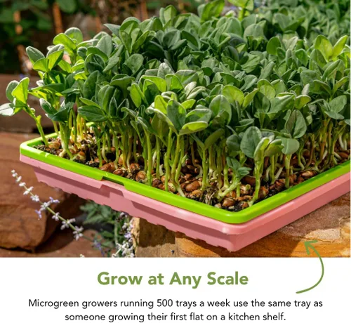 Miniatura 5 de Bootstrap Farmer - Bandejas Microgreen 1020, paquete de 5 bandejas de semillas extra resistentes y poco profundas con orificios - Cultivo