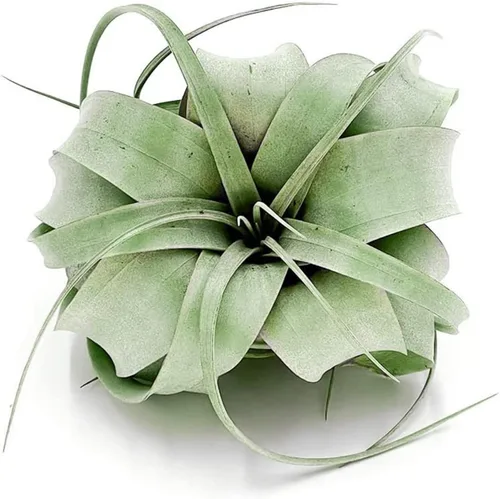 Miniatura 24 de ragnaroc Plantas de aire – Tillandsia Xerographica, gigante de 9-14 pulgadas – 1 unidad – Llegada viva garantizada – Plantas