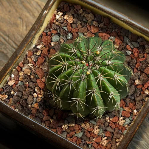 Miniatura 7 de Mezcla de Piedras de Lava Hortícolas Guijarros - Rocas Granuladas Decorativas para Paisajismo, Enmienda de Suelo de Piedra Pómez para Macetas