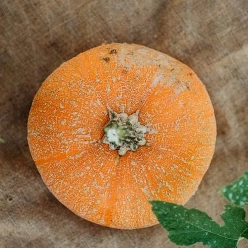 Winter Luxury Pie Pumpkin - 25 semillas - Variedad de reliquia y polinizada abierta, semillas de vegetales sin OMG para plantar en el jardín