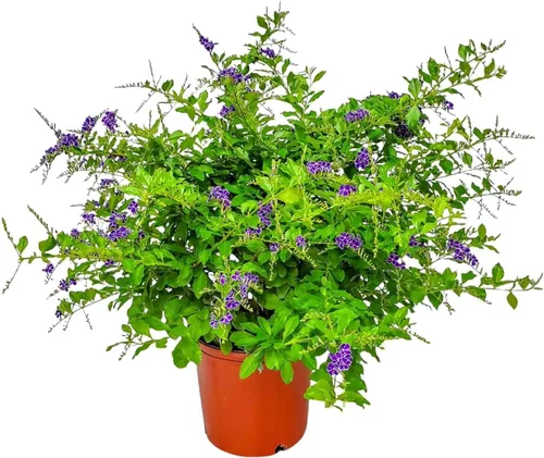 Tropical Plants of Florida - Duranta Sapphire Showers - Planta de Arbusto Floral - Altura Total 22" a 26" (Solo Planta)