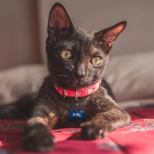 Miniatura 6 de Etiquetas para perros grabadas para mascotas, etiquetas personalizadas con forma de hueso, etiqueta de identificación de mascota de acero inoxidable