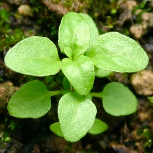 Miniatura 5 de Seed Needs, Pennyroyal - Semillas de menta – 1000 semillas tradicionales para plantar mentha pulegium – Hierba medicinal sin OMG y sin tratar