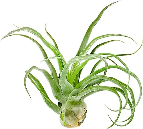 Miniatura 11 de ragnaroc Plantas de aire vivo – Tillandsia Curly Slim Jumbo – 1 unidad de 5 a 9 pulgadas – Ideal para regalos y regalos, plantas de interior vivas