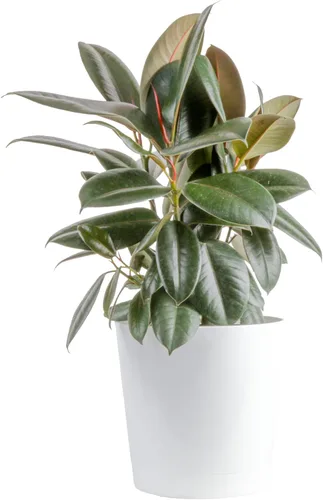 Costa Farms Planta viva de caucho burdeos, ficus elastica de interior de 2 a 3 pies de altura, planta de interior en maceta de 10 pulgadas, regalo