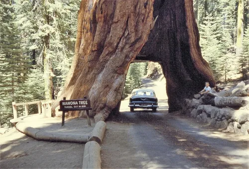Miniatura 2 de 40 semillas de secuoya gigante Sequoiadendron giganteum Sierra Redwood