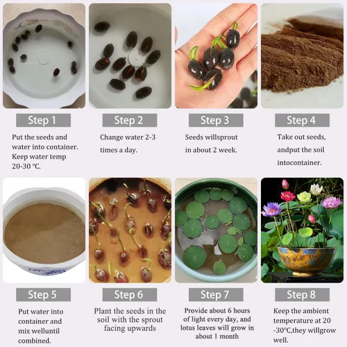 Miniatura 5 de 160 semillas de loto de colores mixtos para plantar, loto bonsái sin OMG, flor de lirio de agua, plantas acuáticas de fácil cultivo para estanques