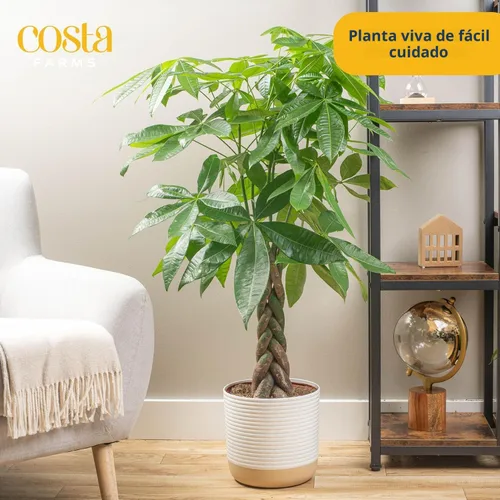 Miniatura 2 de Costa Farms Árbol del Dinero Planta viva en maceta de plástico, fácil de mantener, gran planta de interior para casa, perfecta para decoración