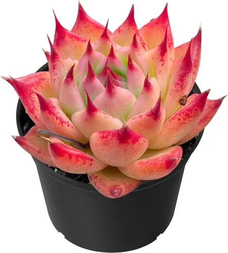 Miniatura 15 de Sprout N Green Árbol de jade enano - Crassula ovata Crosby's Compact, suculenta rara y adorable completamente enraizada en maceta de 2 pulgadas