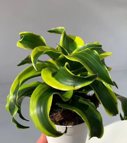 Miniatura 3 de Dracaena Tornado - Planta de casa viva en maceta de 4 pulgadas
