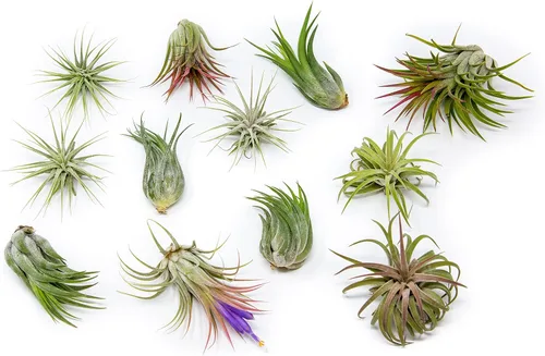 Air Plant Shop Paquete de 12 plantas de aire Ionantha surtidas - Venta al por mayor y a granel - Suculentas - Tillandsia viva - Plantas de casa de