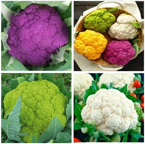 Miniatura 3 de Semillas de col de coliflor Mezcla de vegetales no transgénicos para plantar