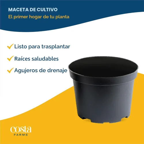 Miniatura 7 de Costa Farms Clean Air – Colección de plantas de casa de vivo O2 para ti, 4 unidades, incluye lirio de paz, planta de serpiente, palma de salón