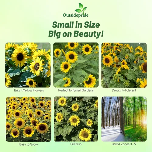 Miniatura 2 de Outsidepride Semillas de girasol de manchas solares enanas Helianthus Annuus de 1/4 lb para plantar
