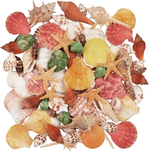 Seashells 13 tipos de conchas 100 piezas mixtas de playa oceánica coloridas conchas marinas con estrellas de mar perfectas para decoración del