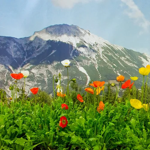 Outsidepride Semillas de amapola alpina para plantar, 5000 piezas de semillas de flores silvestres perennes, tolerantes a la sequía y fáciles de