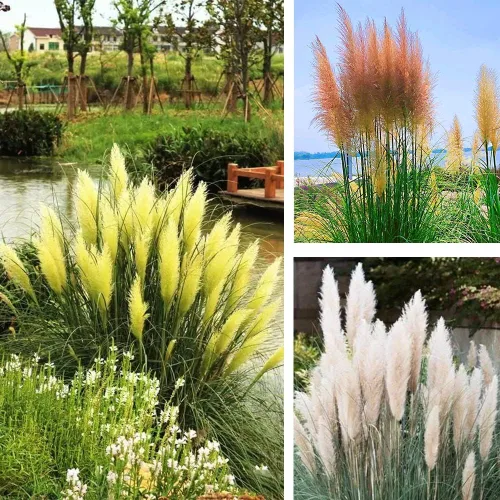 Miniatura 2 de 1000+ semillas mixtas de hierba de las Pampas Cortaderia Selloana para plantar, semillas de plantas ornamentales, decoración de jardín, flores altas