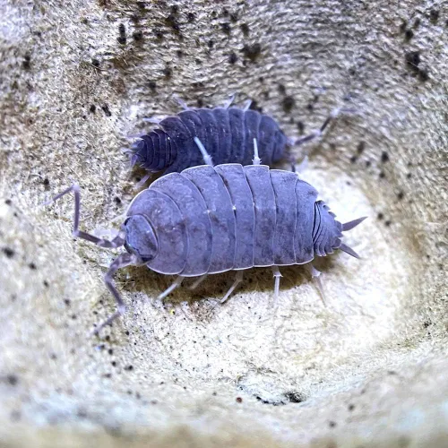 Miniatura 2 de XYZReptiles Insectos vivos en polvo isópodos azules para la venta Equipo de limpieza para Terrario Ropa de cama de reptiles y ropa de cama