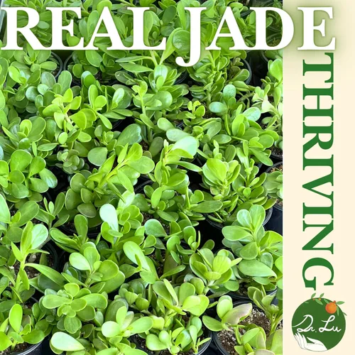 Miniatura 7 de Planta de jade colgante orgánica de Dr. Lu Planta de jade rara Plantas suculentas vivas Plantas purificadoras de aire para interior Plantas