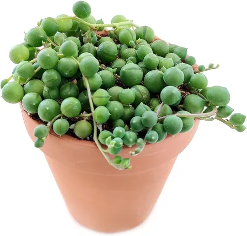Miniatura 2 de String of Pearls Senecio Rowleyanus (maceta de plástico de 2 pulgadas) – La mejor planta de interior para decoración de hogar y oficina