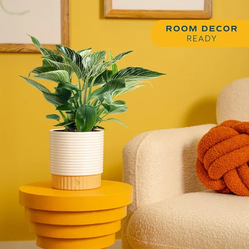 Miniatura 2 de Costa Farms - Philodendron birkin, planta de interior viva, 14 pulgadas de alto, maceta decorativa blanca, colección Trending Tropicals