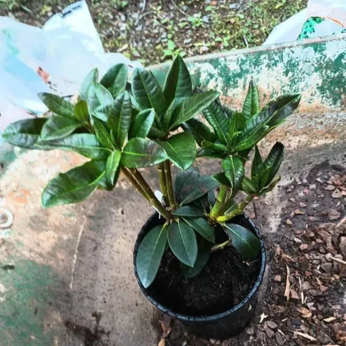 Miniatura 8 de Grandes plantas de rododendro blanco brillante de 1 galón vivas, plantas de azalea de 1 a 3 años de edad, arbustos vivos para plantar, muy bien