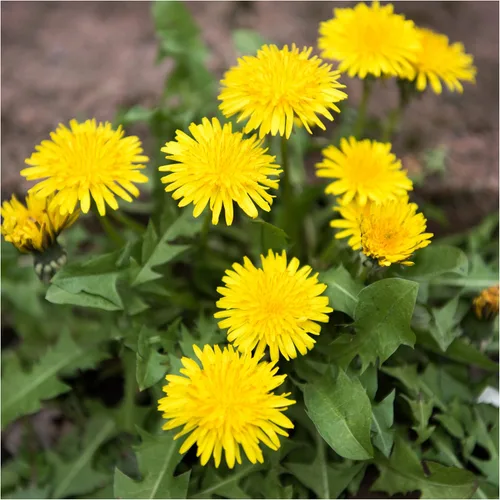 Miniatura 3 de Seed Needs, Colección de Paquetes de Semillas de Diente de León (3 Variedades de Semillas para Plantar) No-GMO y Sin Tratamiento - Diente de León