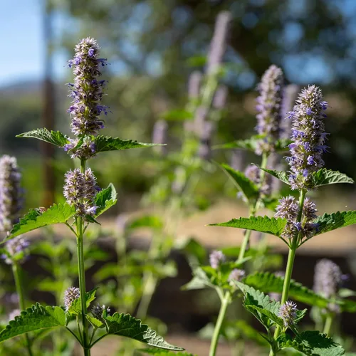 Miniatura 2 de Plant Good Seed Semillas de menta de regaliz coreano para plantar: hierba perenne, flores moradas - Paquete de 50 semillas Sweet Licorice-Scented
