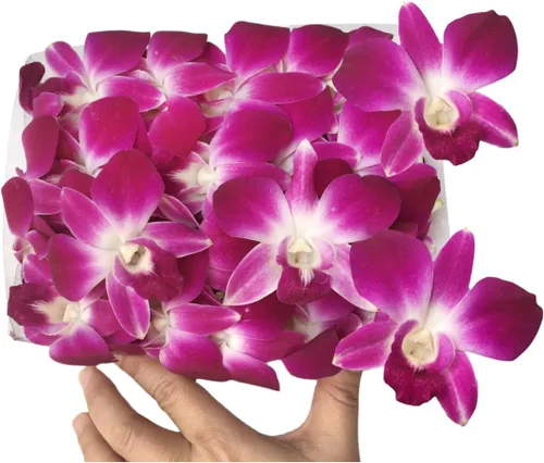 Miami Fresh Orchid Flower OrchidClub USA Sunne Tropical Loose Bloom DIY Lei Food Drink Decoración (50 morado)