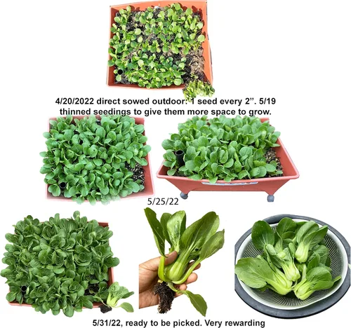 Miniatura 3 de 2026 EarlyBird-Siembre en Otoño/Primavera. Semillas de Baby Bok Choy de HipGirl para Brotes, Semillas de Repollo para Plantar, Siembra de Semillas