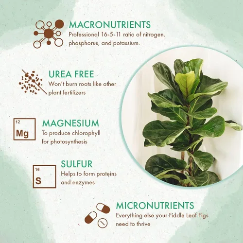 Miniatura 2 de Fiddle Leaf - Alimento para plantas de higuera – Pellets fertilizantes de liberación lenta para higos en maceta, nutrientes constantes para cultivar