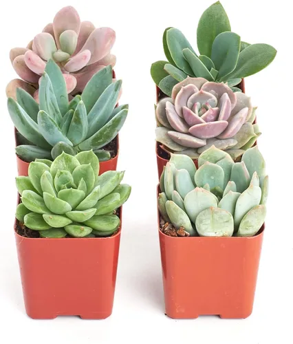Shop Succulents Rosette Succulent Plant Pack Collection - Plantas suculentas vivas en miniatura, bajo mantenimiento, mezcla de colores y texturas