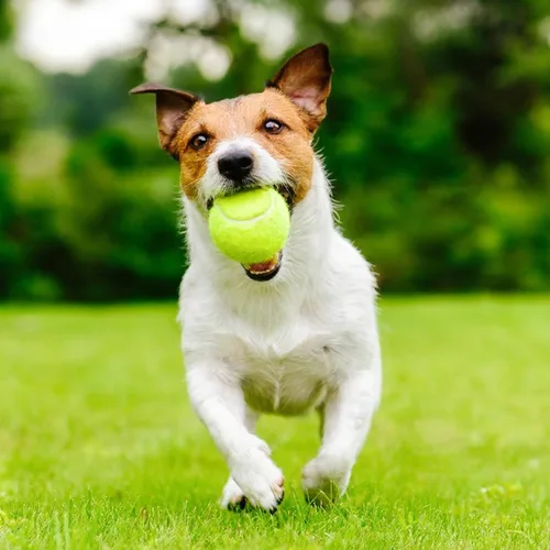 Miniatura 7 de Pelotas de tenis, paquete de 6 pelotas de tenis de práctica de alta elasticidad con bolsa de malla, ideal para principiantes, pelotas de ejercicio